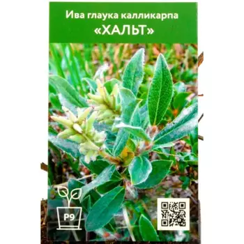 Ива Глаука Калликарпа Хальт 9 см h40 см