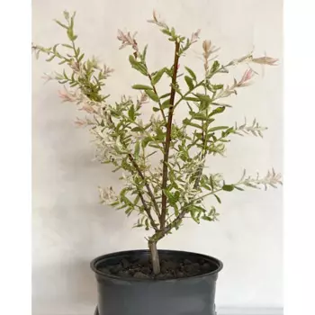 Ива Хакуро Нишики 19 см h20-30 см