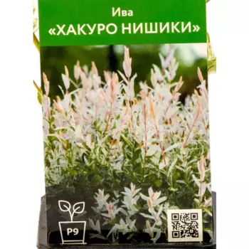 Ива Хакуро Нишики 9 см h70 см