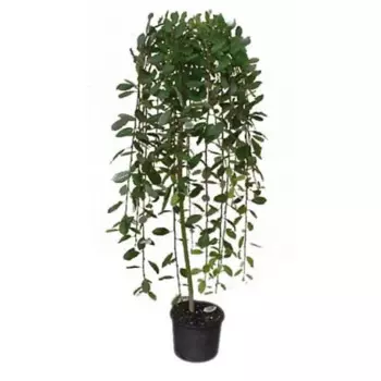 Ива Килманрок 35 h120 см