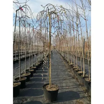 Ива Килмариок 23 h100 - 120 см