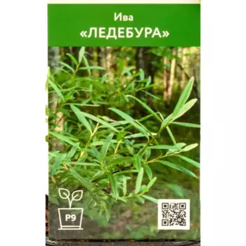 Ива Ледебура 9 см h70 см