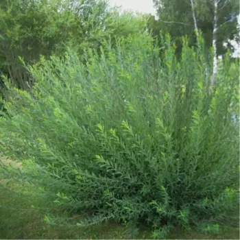 Ива Маяк пурпурная 15 h35 см