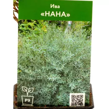 Ива Нана 9 см h35 см