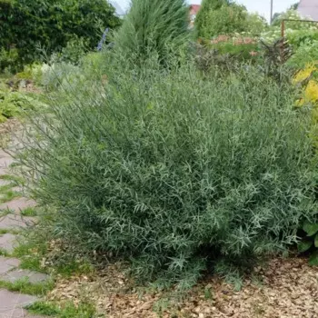 Ива Нана пурпурная 15 h40 - 60 см