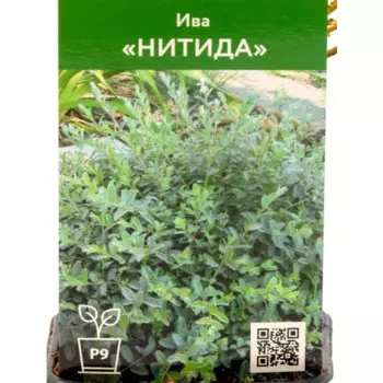 Ива Нитида 9 см h30 см