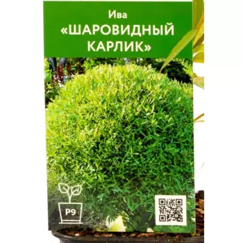 Ива шаровидный Карлик 9 см h30 см
