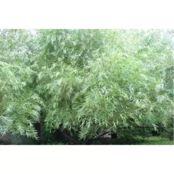 Ива Шверина 15 h35 см