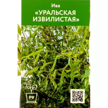 Ива уральская Извилистая 9 см h80 см