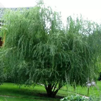 Ива в сортах 25 h100 см