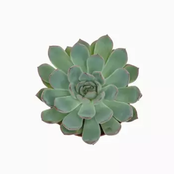 Эхеверия Блю микс 9 h10 см