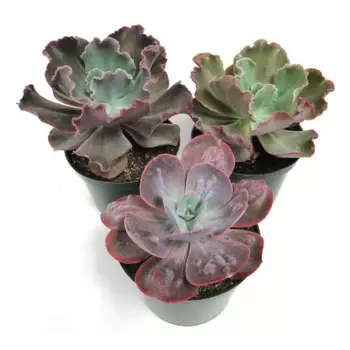 Эхеверия Люкс 7 h10 см