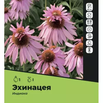 Эхинацея Индианка луковицы I