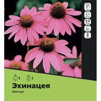 Эхинацея Магнус луковицы I