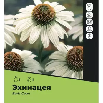 Эхинацея Вайт Сван луковицы I