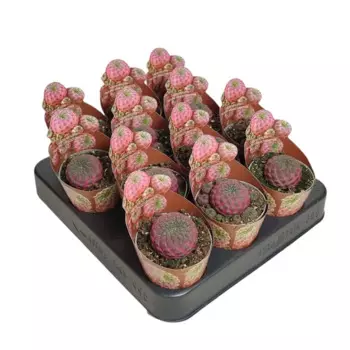 Эхиноцереус Ригидиссимус Рубриспинус 6.5 h7 см