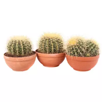 Эхинокактус Грузони 20 h20 см