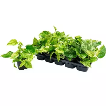 Эпипремнум микс 12 h20 см