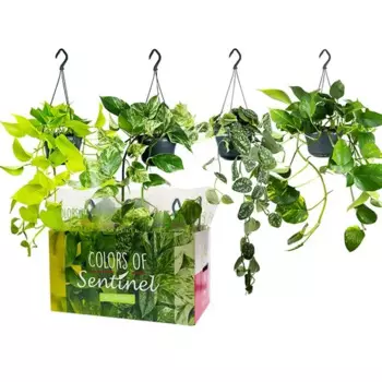 Эпипремнум подвес 15 h30 см