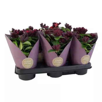 Эсхинантус 11 h25 см