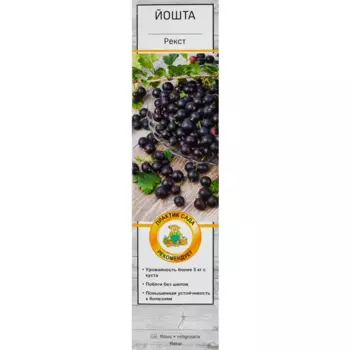 Йошта Рекст h40 см