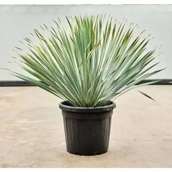 Юкка 10.5 h8 см