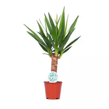 Юкка 14 h50 см