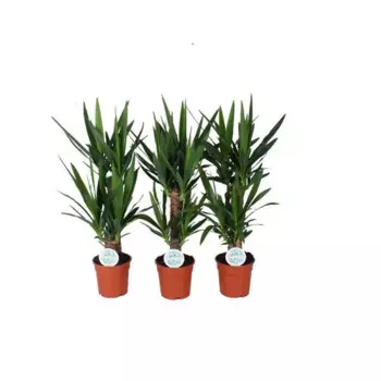 Юкка 17 h60 - 70 см