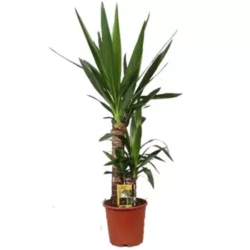 Юкка 17 h75 см