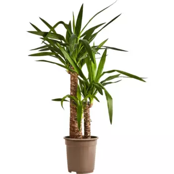 Юкка 21 h90 см