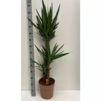 Юкка 24 h130 см