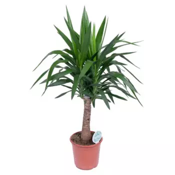 Юкка микс 12 h50 см