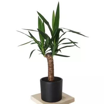 Юкка микс 13 h50 см