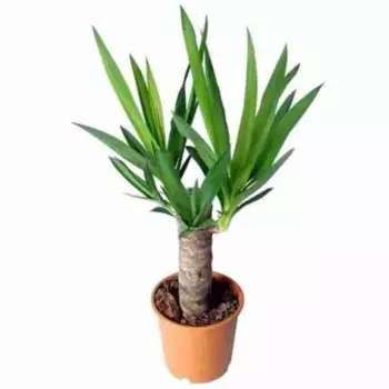 Юкка микс 14 h55 см