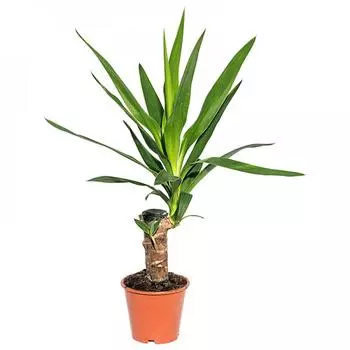 Юкка Штамп 11x55 см