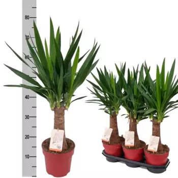 Юкка Слон 20 h80 см