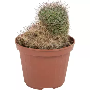 Кактус микс 10.5x10 см