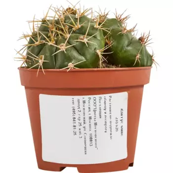 Кактус микс 10 h20 см