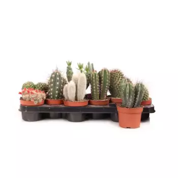 Кактус микс 10 h20 см