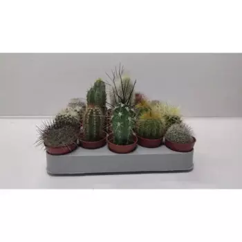 Кактус микс 5 h10 см