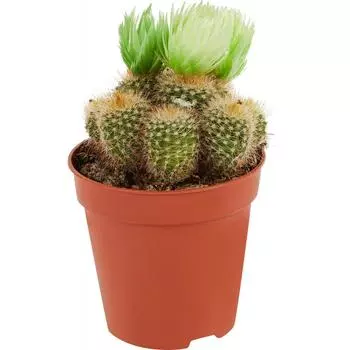 Кактус микс 5 h10 см Росток