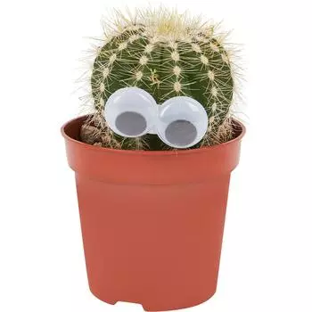 Кактус микс 5 h15 см Росток