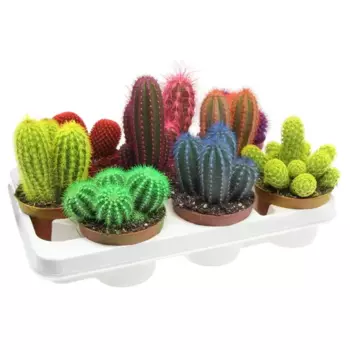 Кактус микс окрашенный 10.5 h15 см