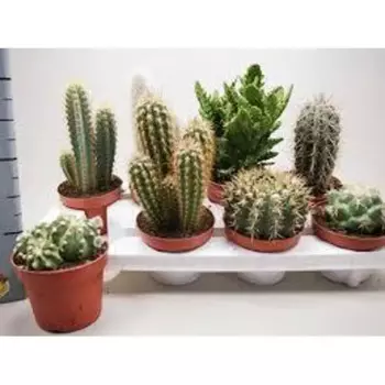 Кактус микс в плошке d30 h40