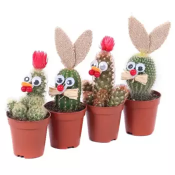 Кактус Пасхальный микс 5.5 h10 - 12 см