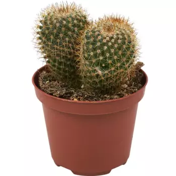 Кактус шар микс 10 h10 см