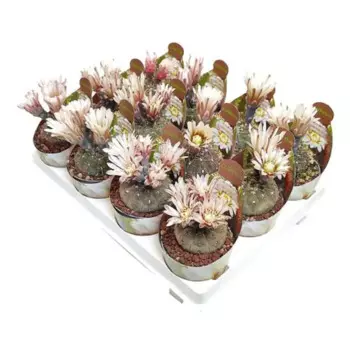 Кактус Стеллатум 7 h10 см