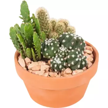 Кактус в горшке 17x15 см