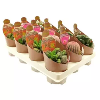 Кактусы Collection микс 10 h20 см