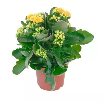 Каланхоэ 12 h20 см